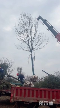 17公分香樟