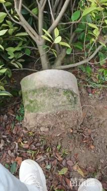 冠幅100厘米红叶石楠球