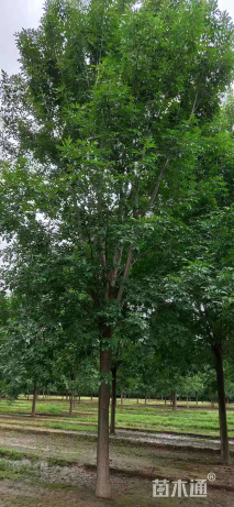 18公分白蜡