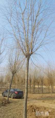 12公分金丝垂柳