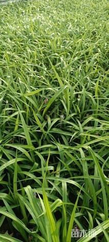 高度15厘米吉祥草