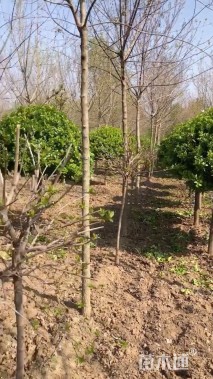 高度200厘米卫矛球