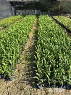 高度10厘米排骨草