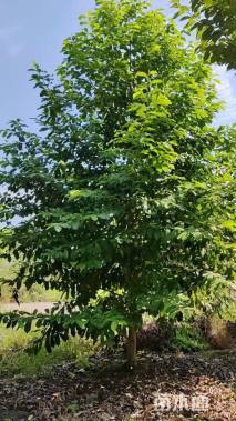 12公分乐昌含笑