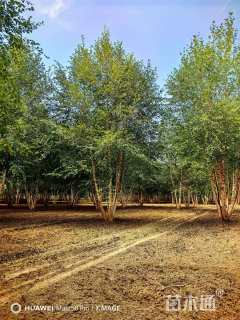 高度700厘米丛生河桦