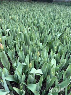 高度13厘米郁金香