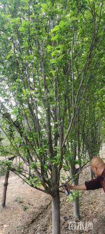 12公分西府海棠