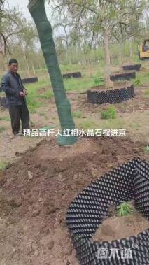 高度350厘米石榴