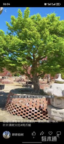 63公分鸡爪槭