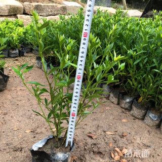 高度20厘米小叶栀子