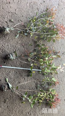 高度70厘米红叶石楠绿篱苗