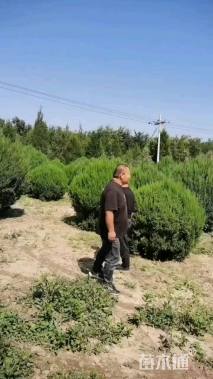 冠幅200厘米蜀桧柏球