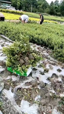 高度25厘米春鹃