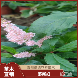 高度25厘米落新妇