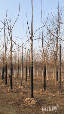 10公分紫花泡桐
