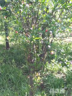 高度3000厘米花石榴