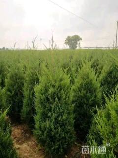 高度120厘米塔柏