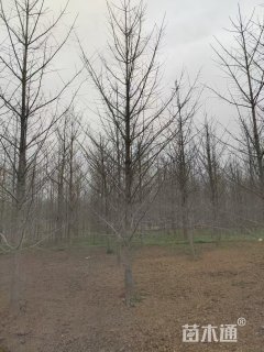 15公分银杏