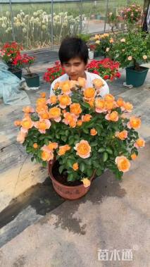 高度60厘米欧洲月季