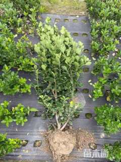 高度80厘米大叶黄杨