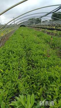 高度20厘米松果菊