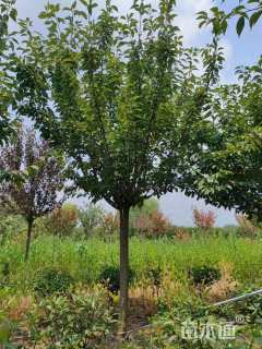 12公分日本晚樱