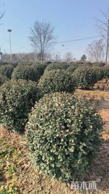 冠幅180厘米卫矛球