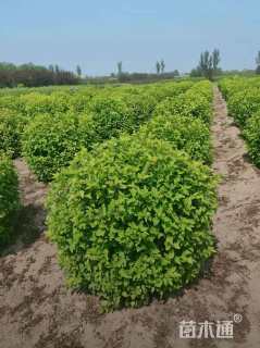 高度80厘米紫叶风箱果球