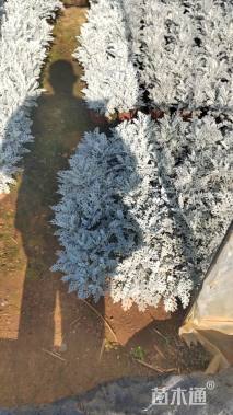 高度20厘米银叶菊