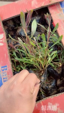 高度10厘米山桃草