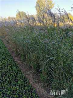 高度30厘米斑叶芒