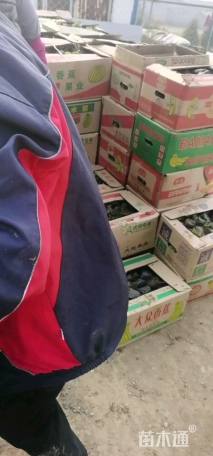 高度20厘米千屈菜