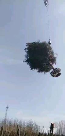 高度400厘米白皮松