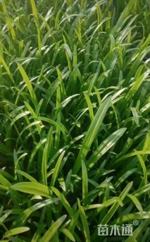 高度15厘米蜘蛛兰