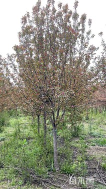 10公分北美海棠