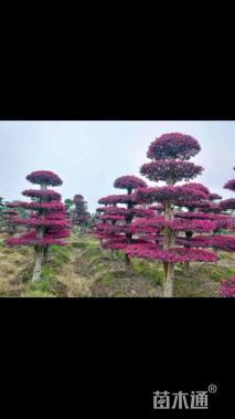 15公分造型红花继木桩