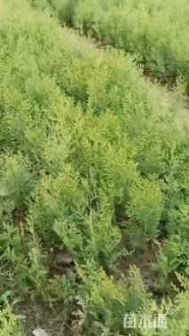 高度40厘米侧柏