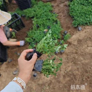 高度25厘米白花三叶草