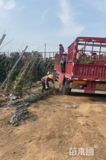 高度400厘米木香