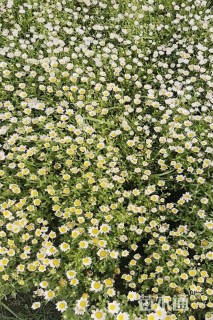 高度30厘米白晶菊