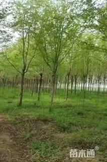 8公分榆树