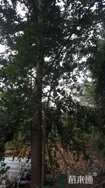 30公分皂荚