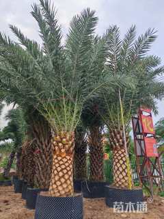 裸干高150厘米加拿利海枣