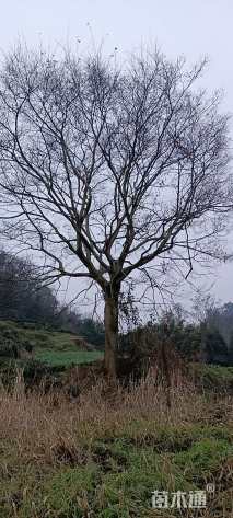 46公分朴树