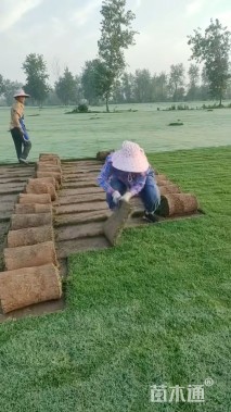 草卷状百慕大草