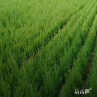 高度50厘米蜀桧