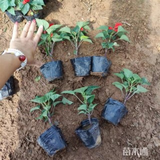 高度10厘米一串红