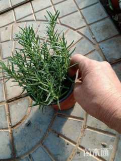 高度30厘米迷迭香