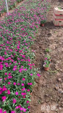 高度20厘米须苞石竹