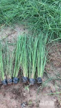 高度60厘米细叶芒